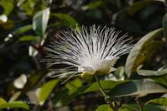 Capparis moonii
